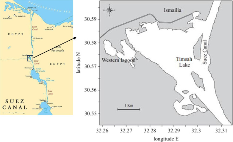 The gametogenic cycle and spawning of the short-necked clam, Paphia undulata Born, 1778 (Bivalvia: Veneridae) from Timsah Lake, Suez Canal, Egypt.