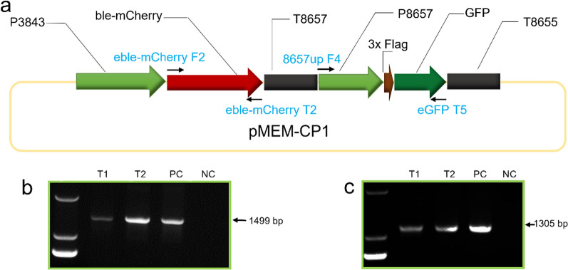 Engineering a marine microalga Chlorella sp. as the cell factory