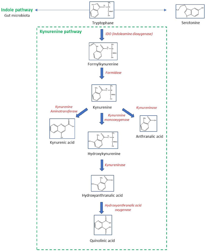 The Role of the Kynurenine/AhR Pathway in Diseases Related to Metabolism and Cancer.