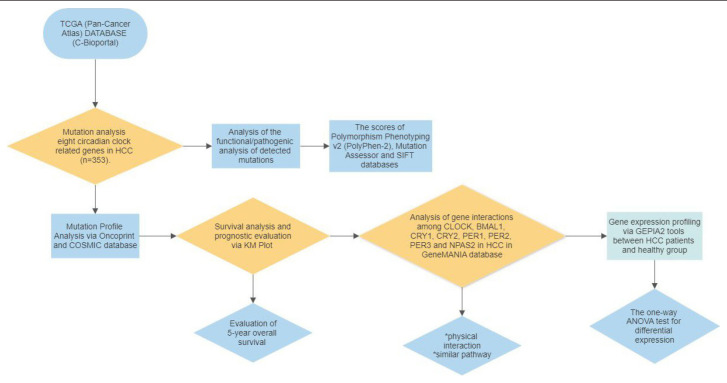 Bioinformatic analysis of genetic changes CLOCK, BMAL1, CRY1, CRY2, PER1, PER2, PER3, and NPAS2 proteins in HCC patients.