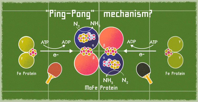 Unveiling Nature's Nitrogen-Fixing Secrets.