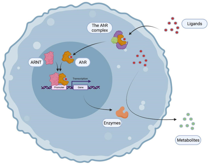 The Role of the Kynurenine/AhR Pathway in Diseases Related to Metabolism and Cancer.