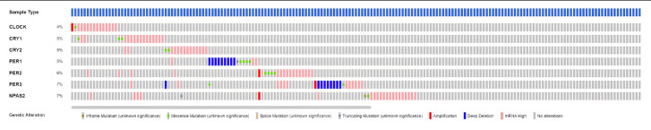 Bioinformatic analysis of genetic changes CLOCK, BMAL1, CRY1, CRY2, PER1, PER2, PER3, and NPAS2 proteins in HCC patients.