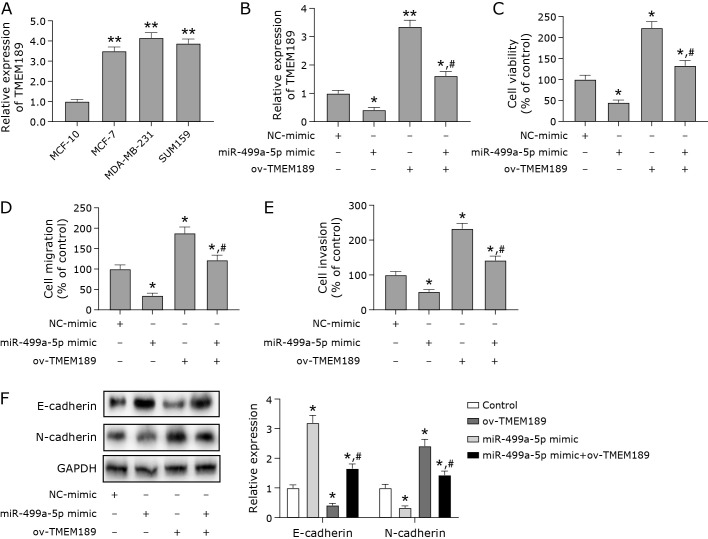 TMEM189 as a target gene of MiR-499a-5p regulates breast cancer progression through the ferroptosis pathway.