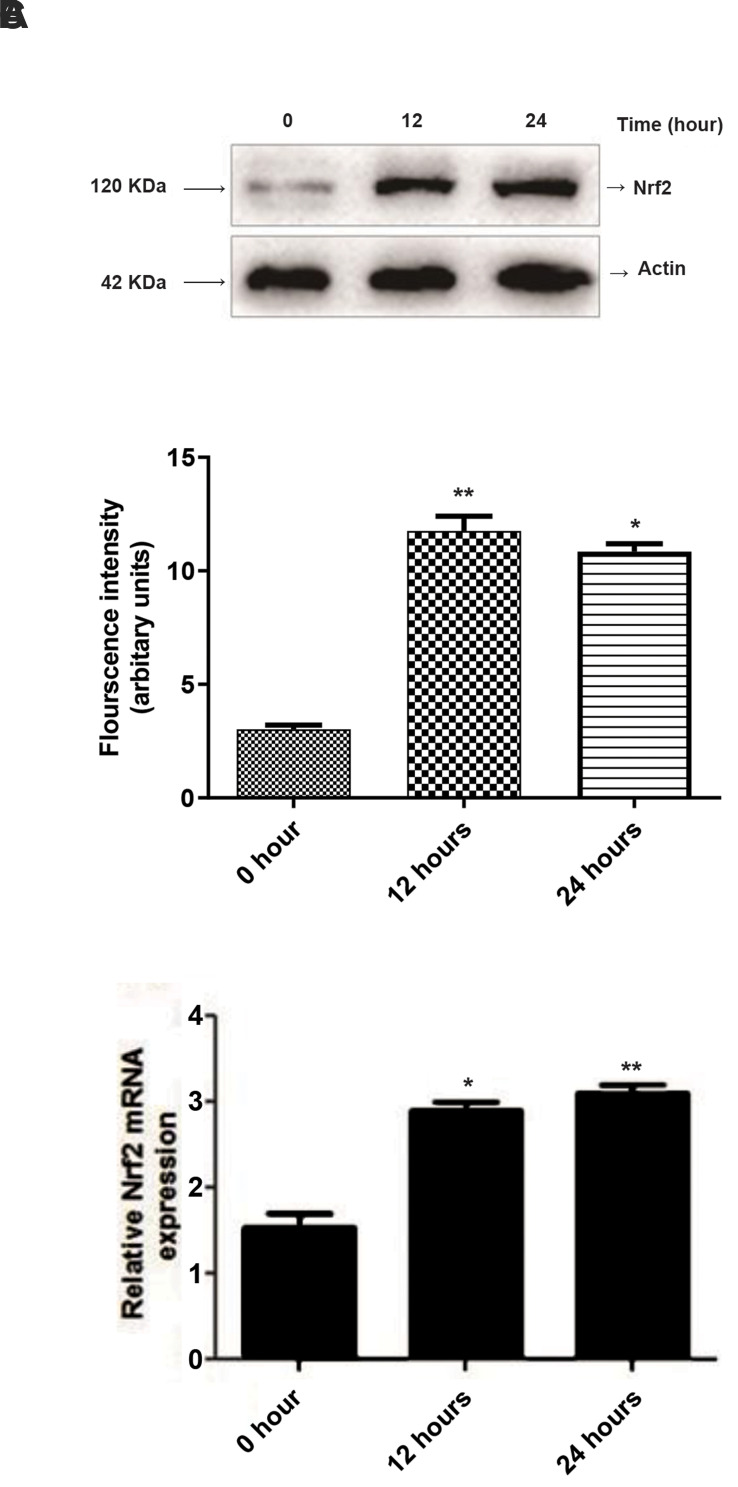 Protective Effects of Relaxin 2 (RLXH2) against Hypoxia-Induced Oxidative Damage and Cell Death via Activation of The Nrf2/HO-1 Signalling Pathway in Gastric Cancer Cells.