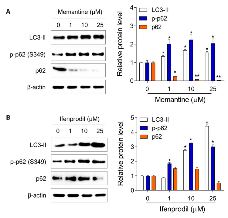 <i>N</i>-retinylidene-<i>N</i>-retinylethanolamine degradation in human retinal pigment epithelial cells via memantine- and ifenprodil-mediated autophagy.