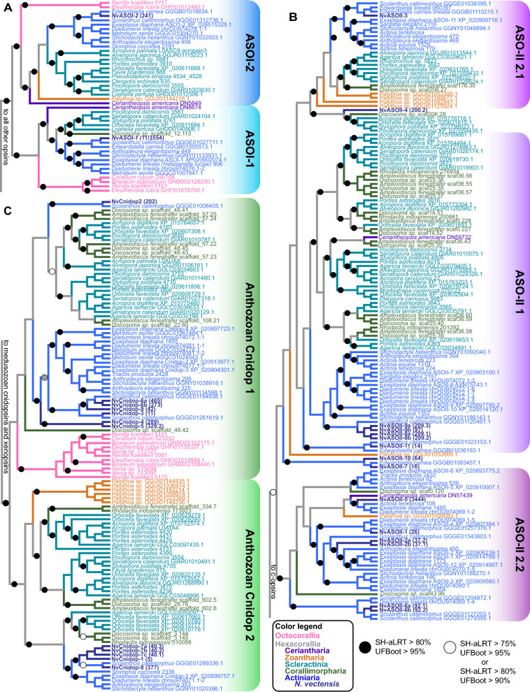 Nematostella vectensis exemplifies the exceptional expansion and diversity of opsins in the eyeless Hexacorallia.