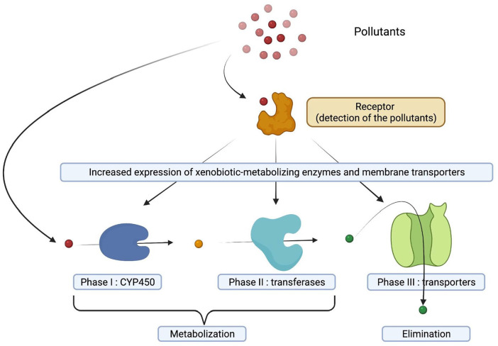 The Role of the Kynurenine/AhR Pathway in Diseases Related to Metabolism and Cancer.