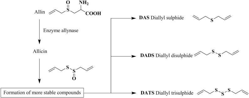 Potential use of garlic products in ruminant feeding: A review