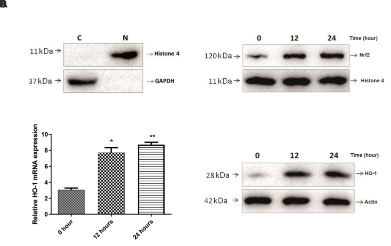 Protective Effects of Relaxin 2 (RLXH2) against Hypoxia-Induced Oxidative Damage and Cell Death via Activation of The Nrf2/HO-1 Signalling Pathway in Gastric Cancer Cells.