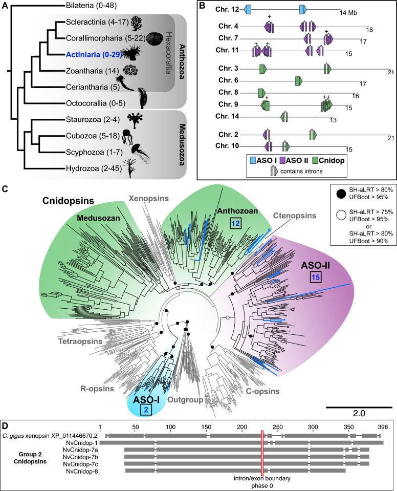 Nematostella vectensis exemplifies the exceptional expansion and diversity of opsins in the eyeless Hexacorallia.