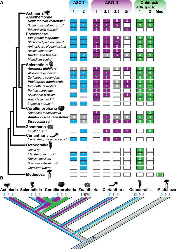 Nematostella vectensis exemplifies the exceptional expansion and diversity of opsins in the eyeless Hexacorallia.