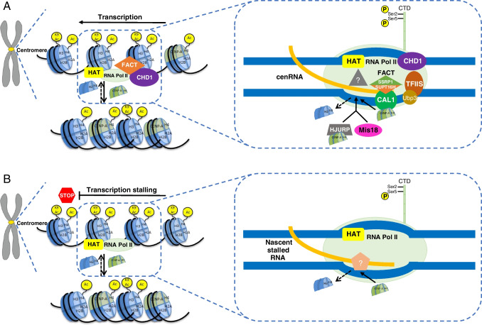 Centromeric and pericentric transcription and transcripts: their intricate relationships, regulation, and functions.