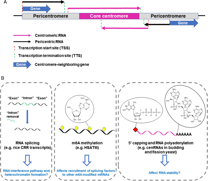 Centromeric and pericentric transcription and transcripts: their intricate relationships, regulation, and functions.