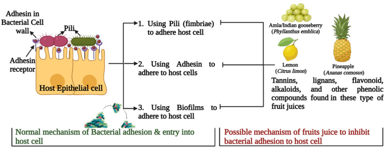 Antibacterial Activity of Selected Fruit Juices against Multidrug-Resistant Bacterial Pathogens Involved in Urinary Tract and Sexually Transmitted Infections among Tribal Women in Madhya Pradesh, India.