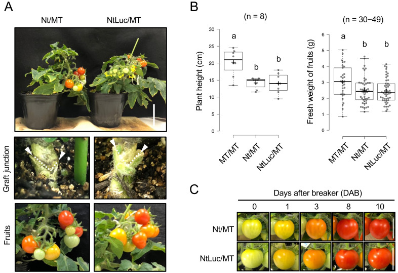 Multi-omics Analyses of Non-GM Tomato Scion Engrafted on GM Rootstocks.