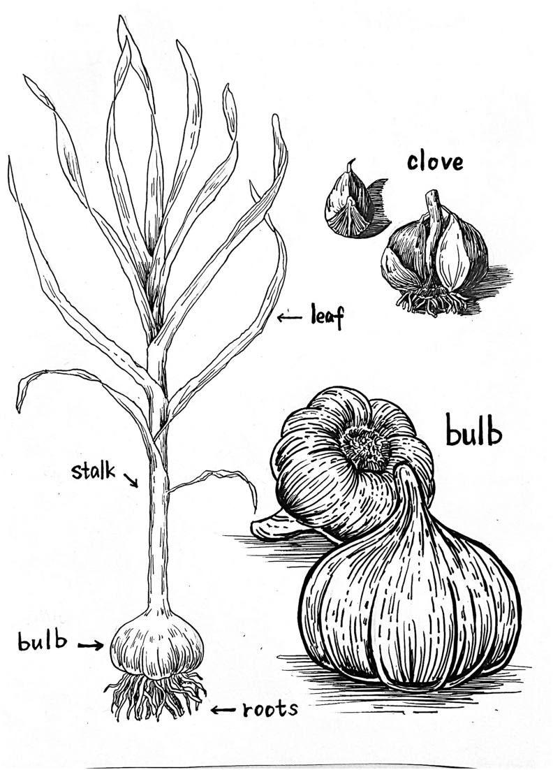 Potential use of garlic products in ruminant feeding: A review