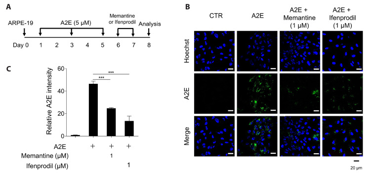 <i>N</i>-retinylidene-<i>N</i>-retinylethanolamine degradation in human retinal pigment epithelial cells via memantine- and ifenprodil-mediated autophagy.