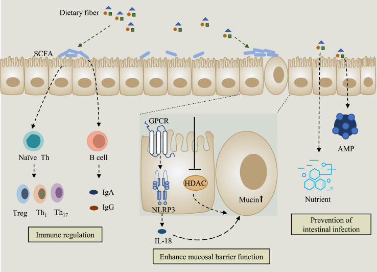 Regulation of dietary fiber on intestinal microorganisms and its effects on animal health