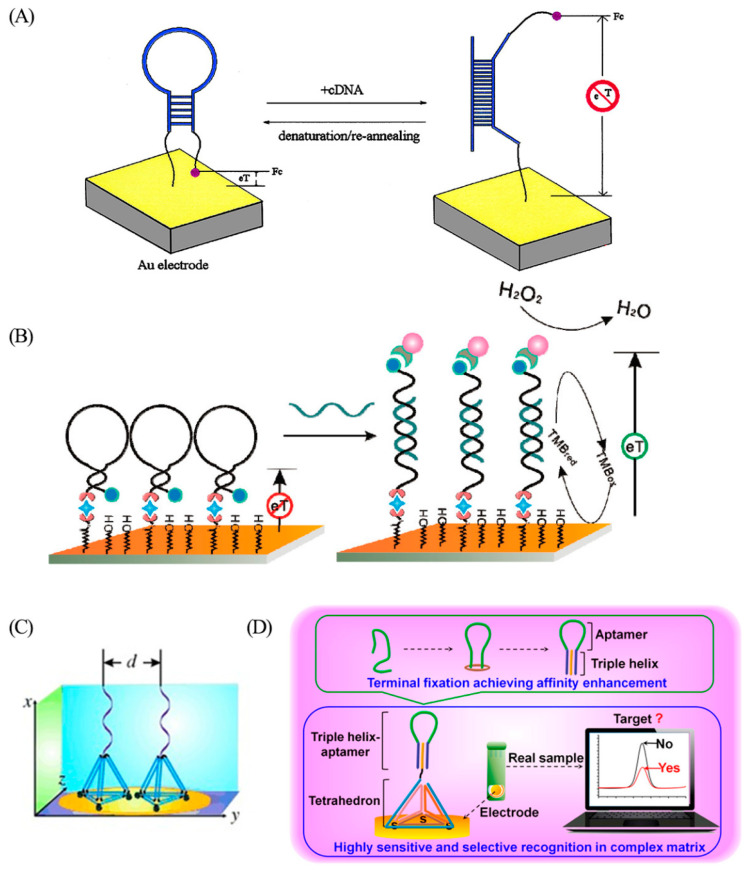 Unraveling the Possibilities: Recent Progress in DNA Biosensing.