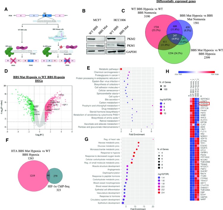 PKM2 dictates the poised chromatin state of <i>PFKFB3</i> promoter to enhance breast cancer progression.