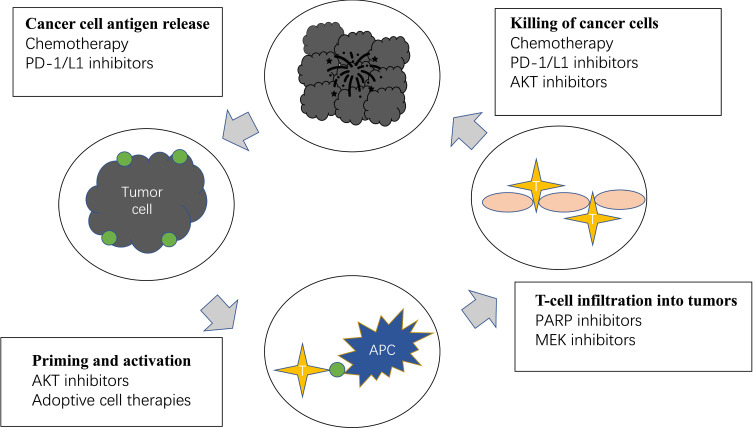 Molecular Biology Mechanisms and Emerging Therapeutics of Triple-Negative Breast Cancer.