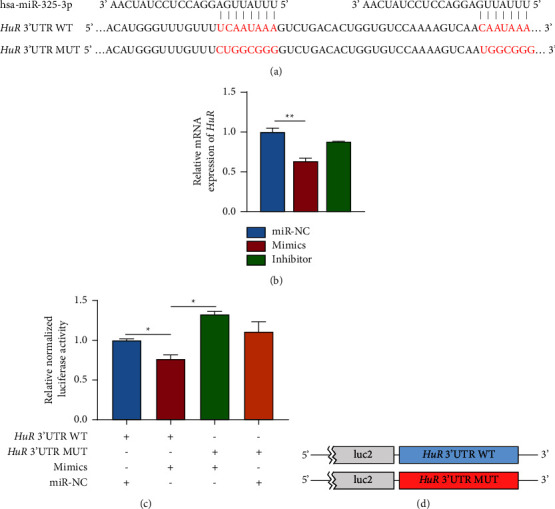 <i>miR-325-3p</i> Reduces Proliferation and Promotes Apoptosis of Gastric Cancer Cells by Inhibiting Human Antigen R.