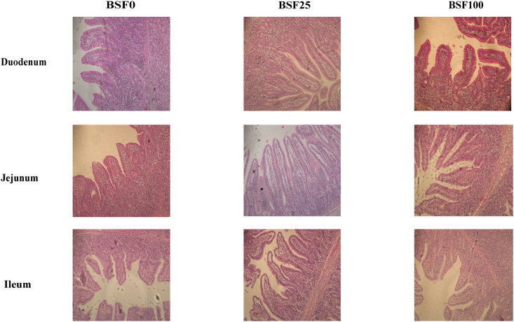 Endogenous chitinase might lead to differences in growth performance and intestinal health of piglets fed different levels of black soldier fly larva meal