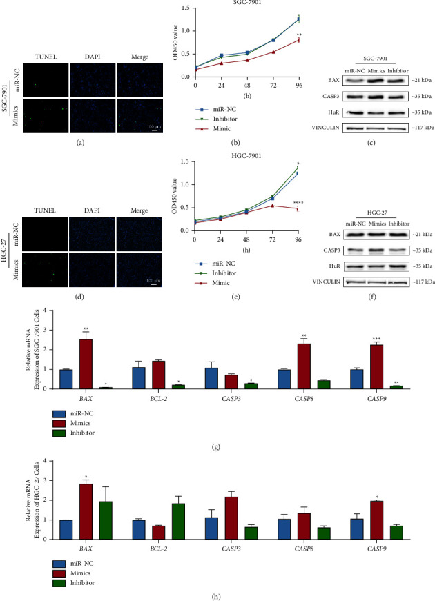 <i>miR-325-3p</i> Reduces Proliferation and Promotes Apoptosis of Gastric Cancer Cells by Inhibiting Human Antigen R.