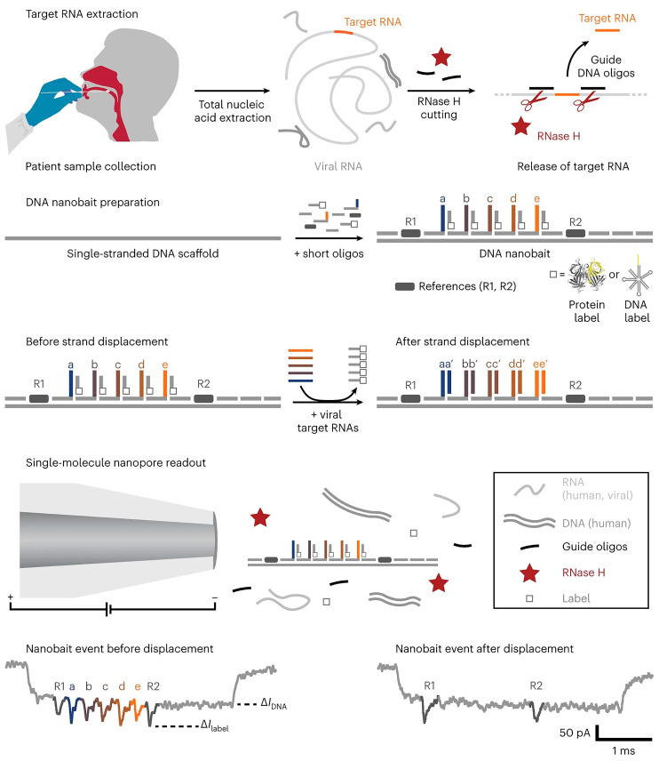 Unraveling the Possibilities: Recent Progress in DNA Biosensing.