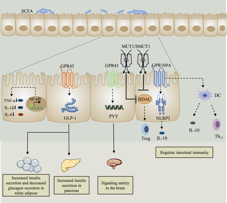 Regulation of dietary fiber on intestinal microorganisms and its effects on animal health