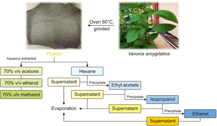 Inhibitory Effects of <i>Vernonia amygdalina</i> Leaf Extracts on Free Radical Scavenging, Tyrosinase, and Amylase Activities.