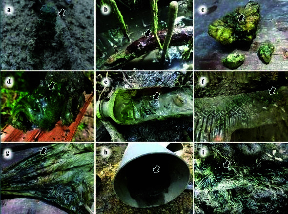 Unveiling the Diversity of Periphytic Cyanobacteria (Cyanophyceae) from Tropical Mangroves in Penang, Malaysia.