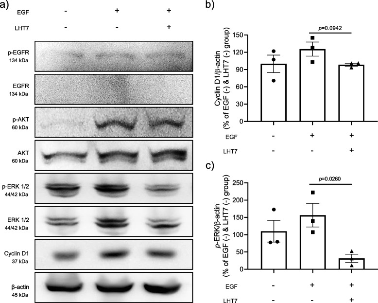 Nanoarchitectured conjugates targeting angiogenesis: investigating heparin-taurocholate acid conjugates (LHT7) as an advanced anti-angiogenic therapy for brain tumor treatment.