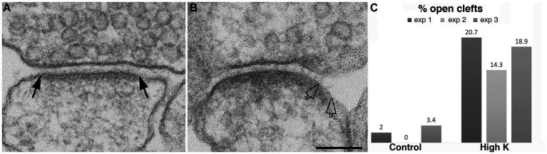 Modification of the synaptic cleft under excitatory conditions.