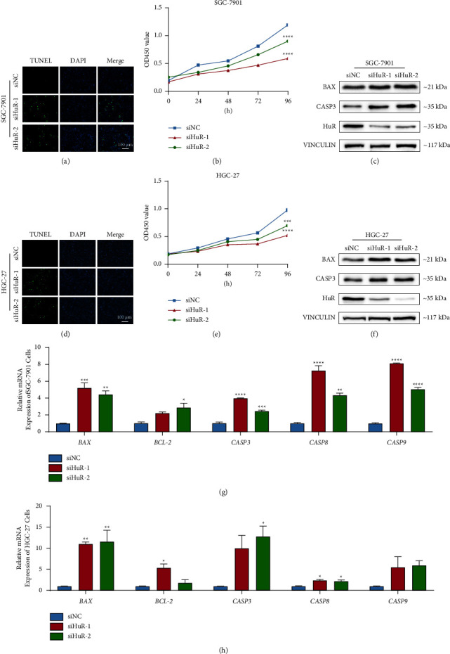 <i>miR-325-3p</i> Reduces Proliferation and Promotes Apoptosis of Gastric Cancer Cells by Inhibiting Human Antigen R.