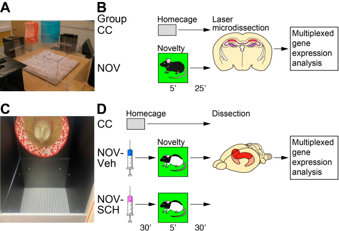 Novelty-induced memory consolidation is accompanied by increased Agap3 transcription: a cross-species study.