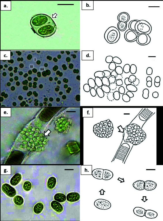 Unveiling the Diversity of Periphytic Cyanobacteria (Cyanophyceae) from Tropical Mangroves in Penang, Malaysia.