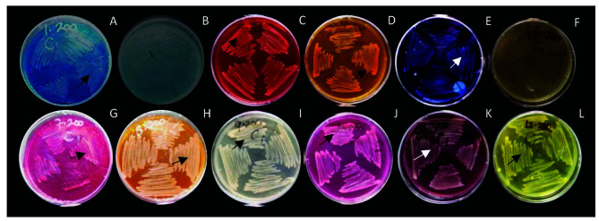 Optimising Wastewater Treatment: <i>Acinetobacter</i> sp. IrC1 as a potential multi-resistant bacterium for copper accumulation and dyes decolourisation.