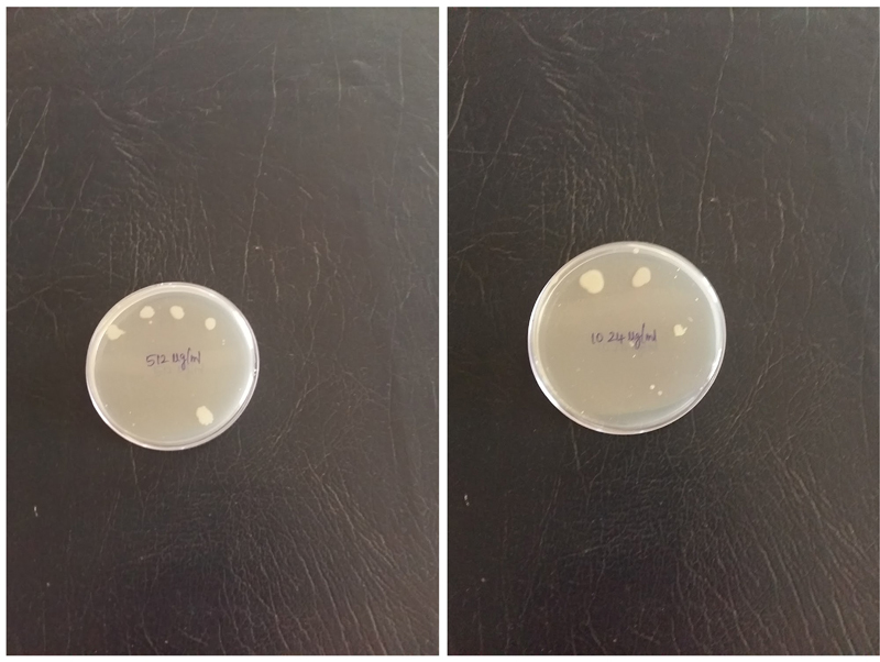 Comparison of Disk Diffusion and Agar Dilution Method for the Detection of Mupirocin Resistance in Staphylococcal Isolates from Skin and Soft Tissue Infections.