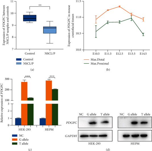 Identification of a Novel Variant of <i>PDGFC</i> Associated with Nonsyndromic Cleft Lip and Palate in a Chinese Family.