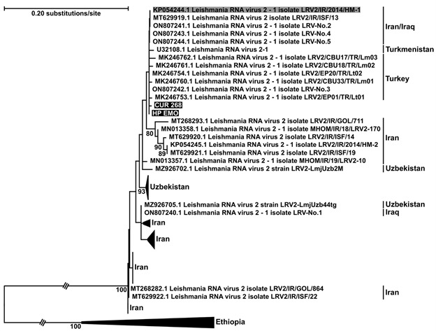 First report of putative Leishmania RNA virus 2 (LRV2) in Leishmania infantum strains from canine and human visceral leishmaniasis cases in the southeast of Brazil.