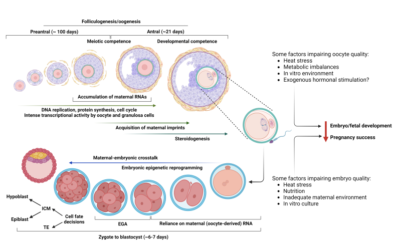 Maternal contributions to pregnancy success: from gamete quality to uterine environment.