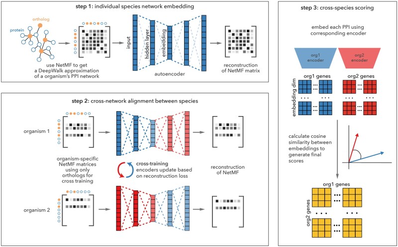 Joint embedding of biological networks for cross-species functional alignment.