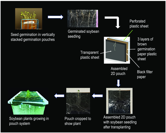 Application of an Improved 2-Dimensional High-Throughput Soybean Root Phenotyping Platform to Identify Novel Genetic Variants Regulating Root Architecture Traits.