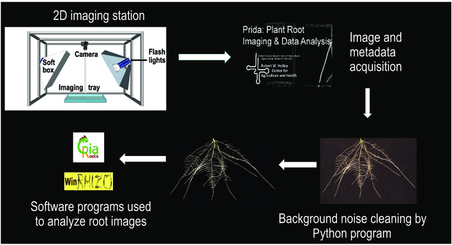 Application of an Improved 2-Dimensional High-Throughput Soybean Root Phenotyping Platform to Identify Novel Genetic Variants Regulating Root Architecture Traits.