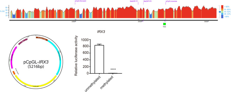 Low levels of circulating methylated IRX3 are related to worse outcome after transcatheter aortic valve implantation in patients with severe aortic stenosis.