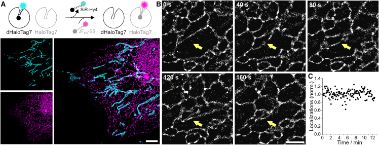 Neural network-assisted single-molecule localization microscopy with a weak-affinity protein tag.