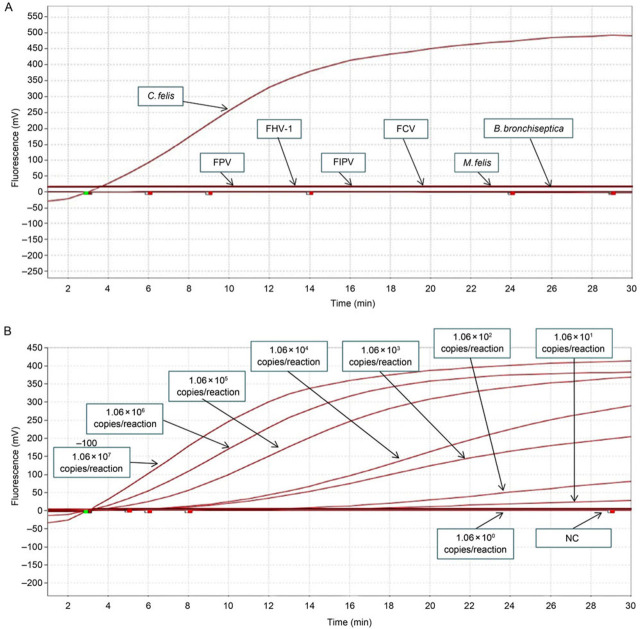 A Recombinase-Aided Amplification Assay for the Detection of <i>Chlamydia felis</i>.