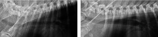 Emergency Removal of a Proximal Tracheal Foreign Body by Tracheotomy in a Dog and a Cat.